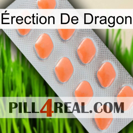 Érection De Dragon 26